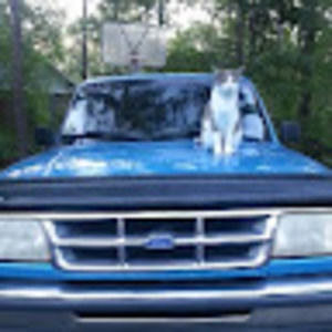 Meet your Posher, Amelia